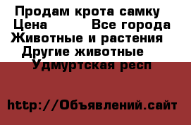 Продам крота самку › Цена ­ 200 - Все города Животные и растения » Другие животные   . Удмуртская респ.